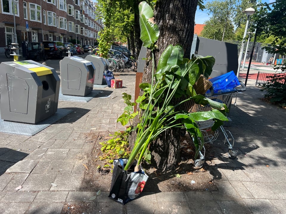 Grote plant gevonden op Columbusplein, met een beetje liefde denk ik heel mooi voor iemand met een hoog plafond!