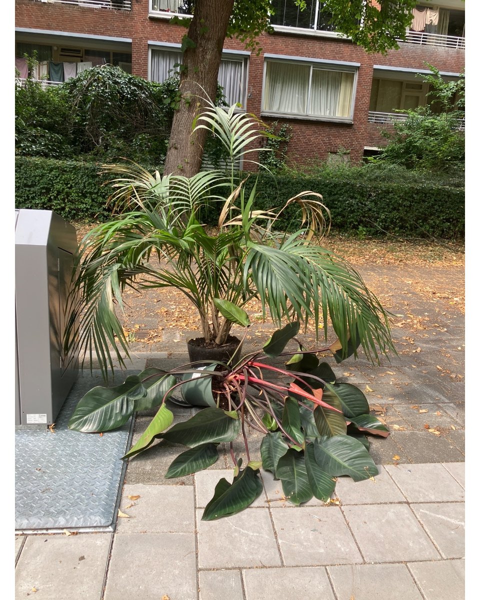 Gorgeous big plants with vase
