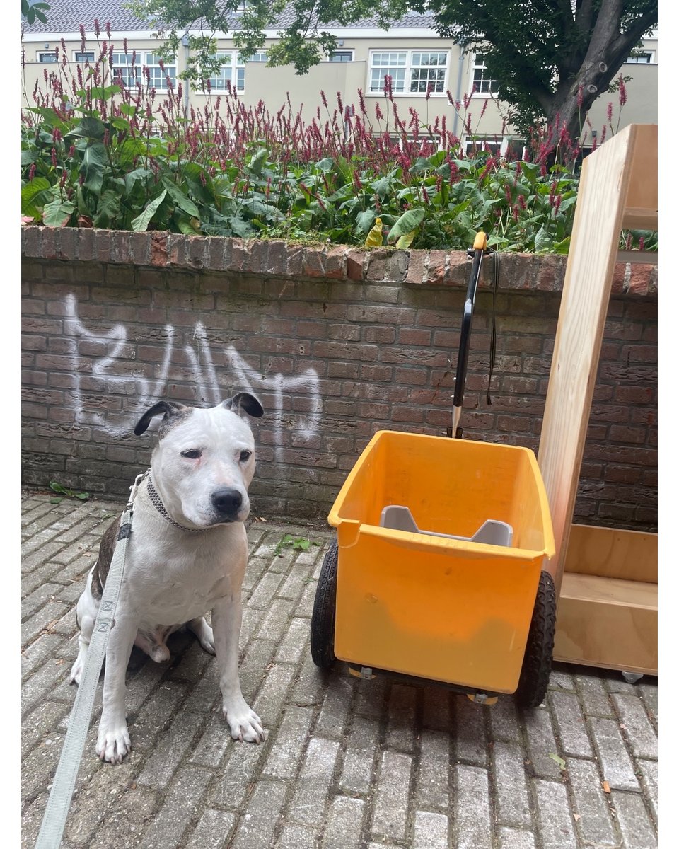 Maxo heeft gevonden: een trekkarretje, een incomplete kledingkast (wel bruikbaar hout en heeft ook wieltjes), een plant die liefde nodig heeft en steenwolplaten
