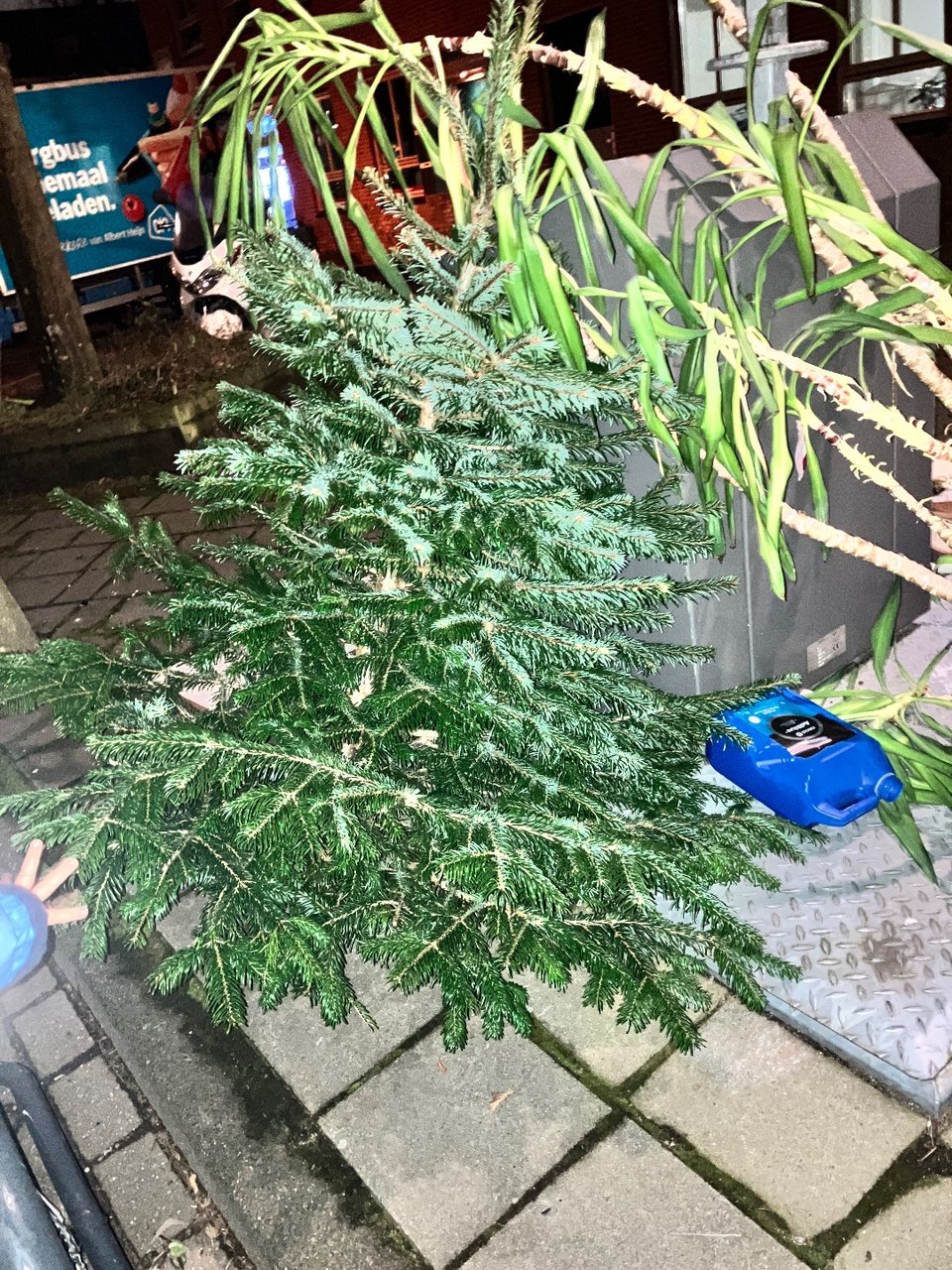 Christmas tree, nordman