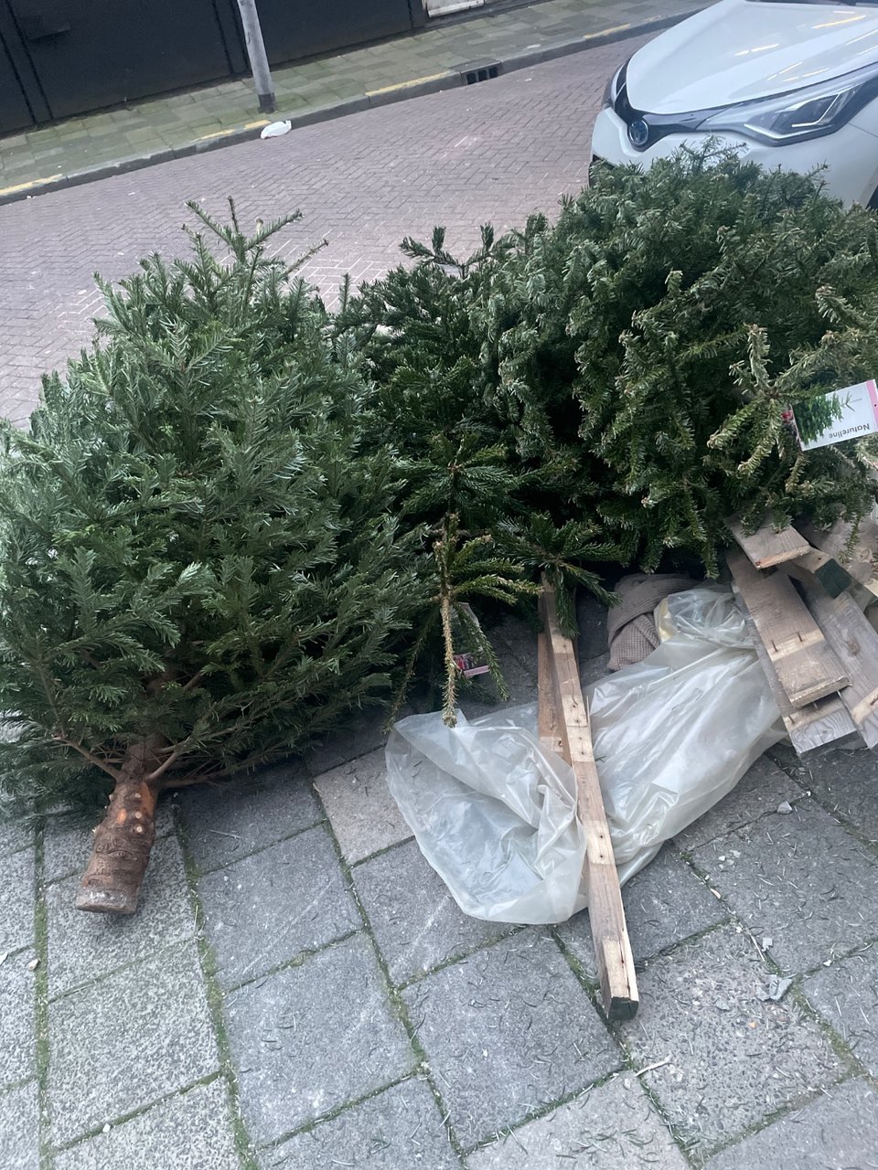 Drie kerstbomen (echte)
