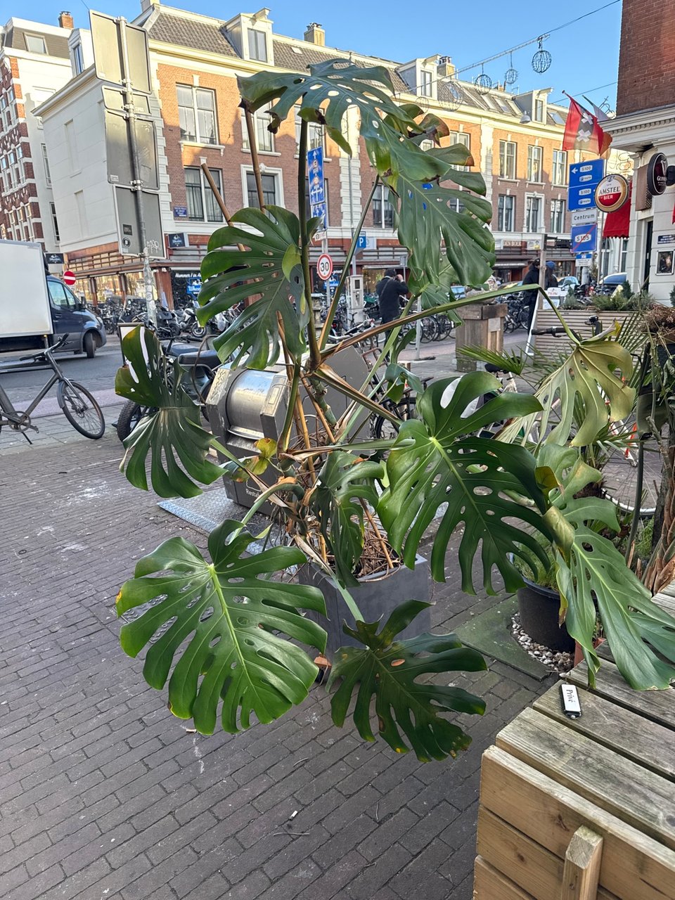 Monstera 1,5 meter tall