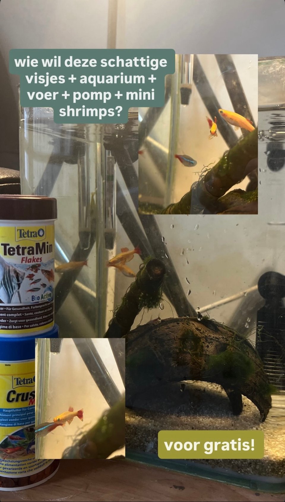 gratis op te halen aquarium met pomp, voer en al!! 
neon tetra vissen en kleine garnalen