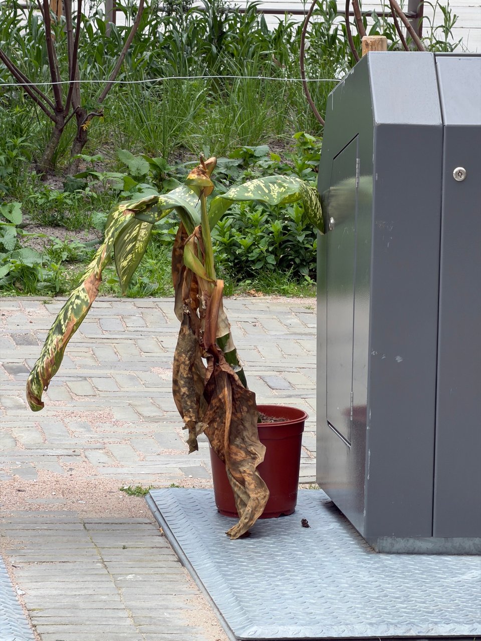 A sad Dieffenbachia that can still be saved