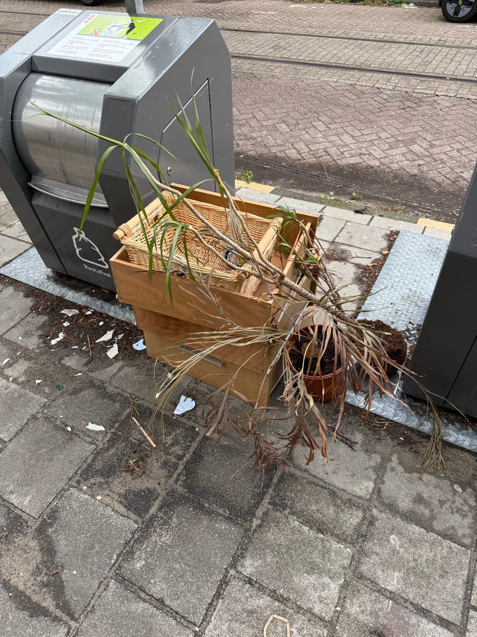 Save this plant!! Its alive :(