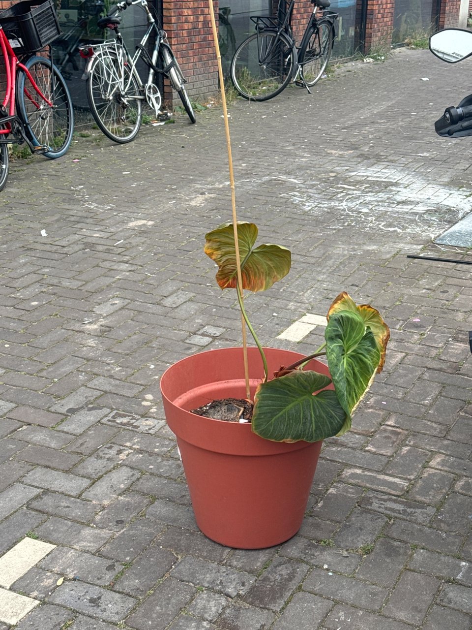 Big pot (50cm at least), plants look damaged but savable!!
