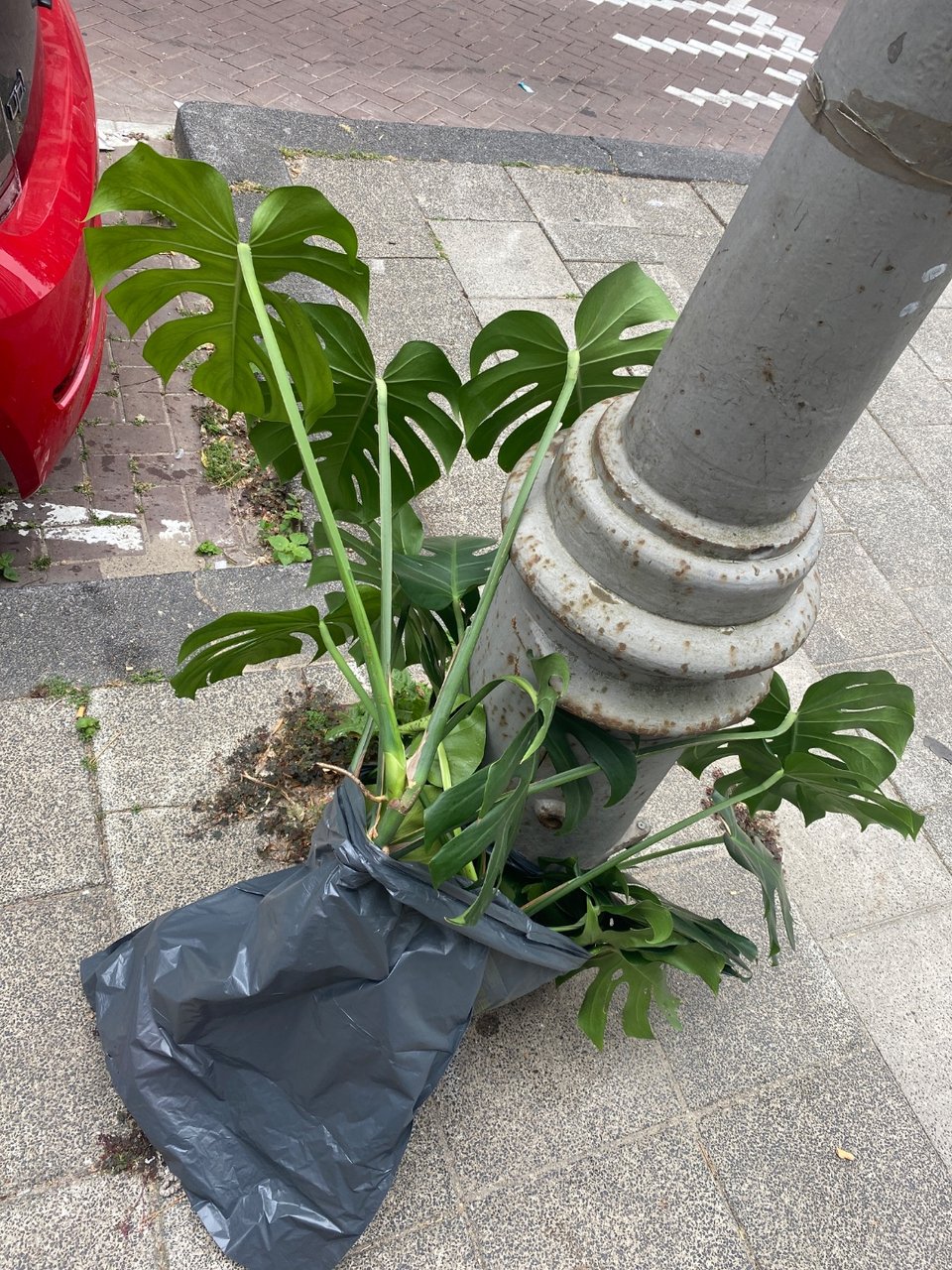 Monstera in pot