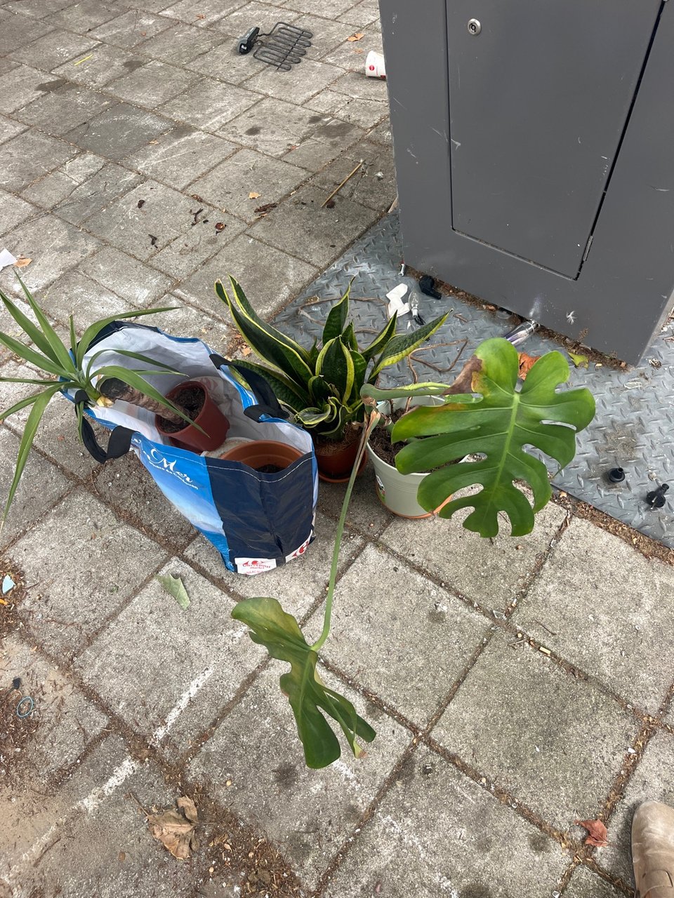 Planten + potten