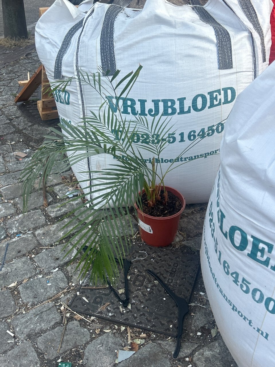 Cute plant, near the trash bin