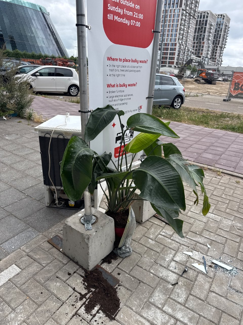 Grote plant