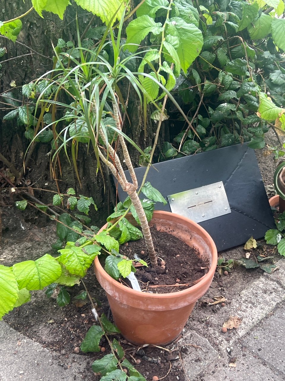 2 plants with pot