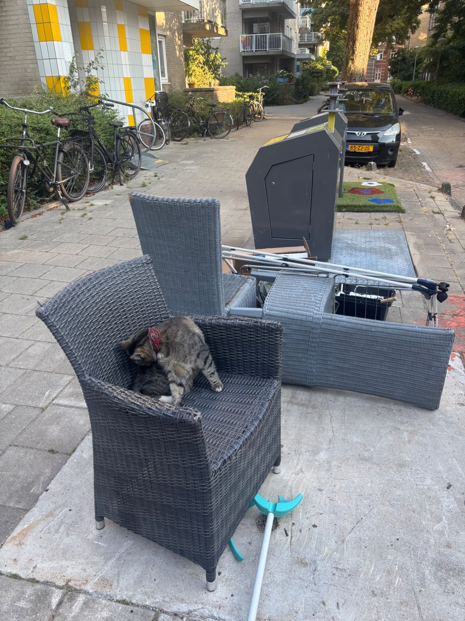 cat not included