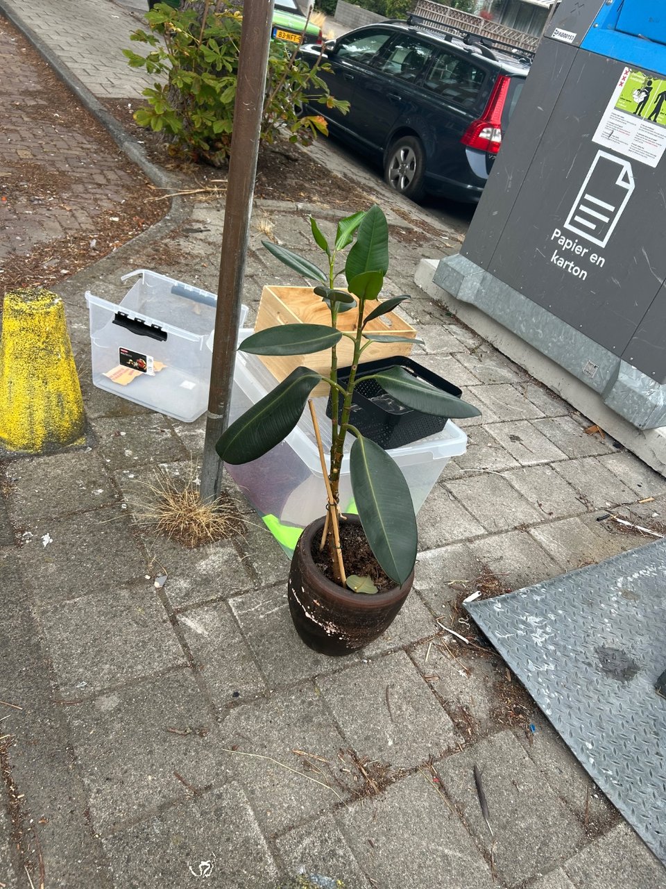 Rubberplant incl. pot!