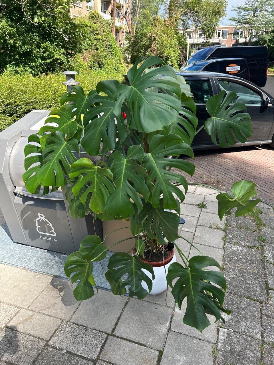 Leaving my big monstera behind :(