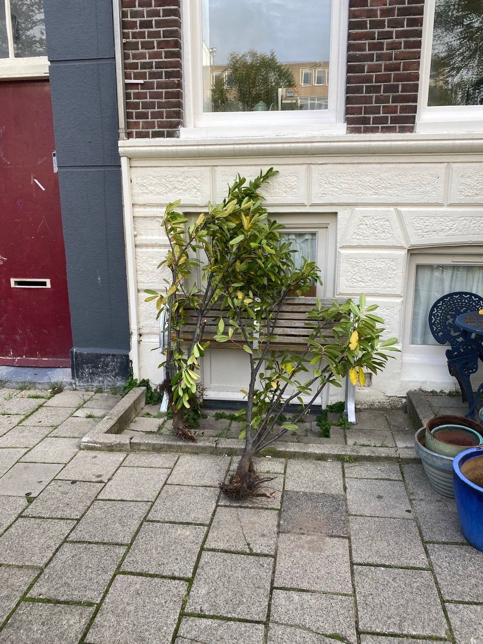 2 plants available