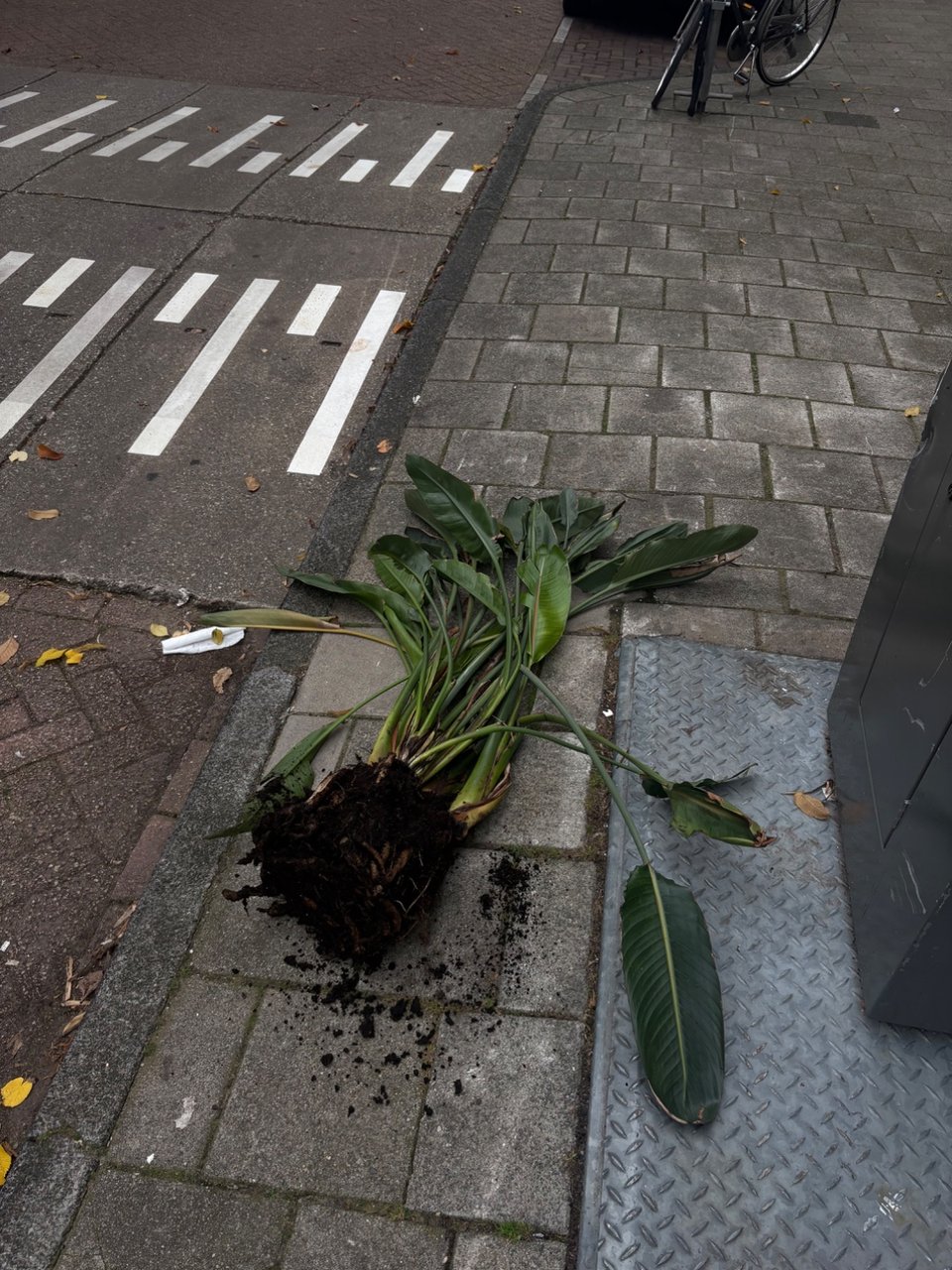 Strelizia zonder pot