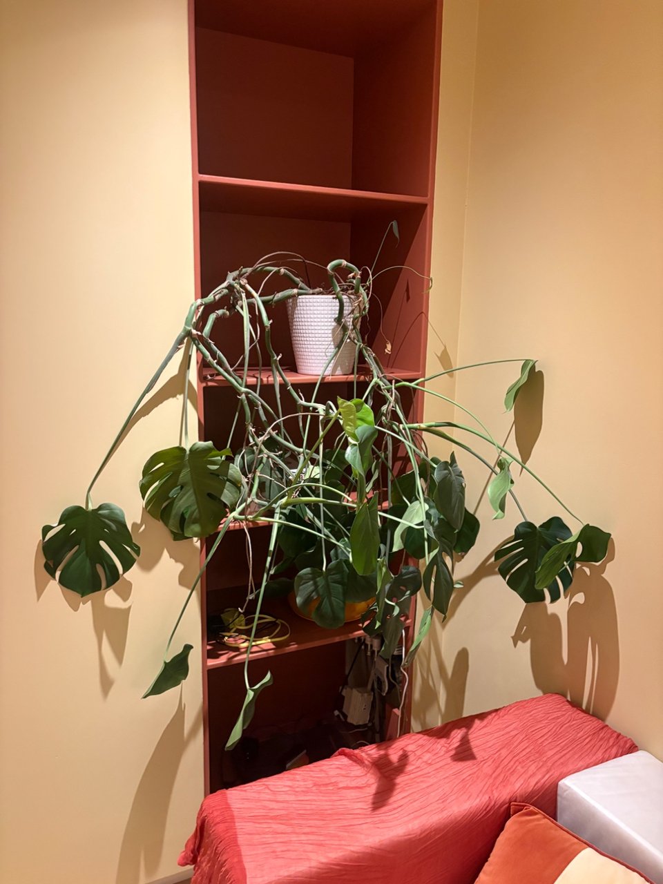 Uit de hand gelopen Monstera op te halen (zonder pot)!